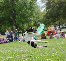 Comment s'appelle le sport peu connu en Europe qui demande au chien d'attraper un frisbee en l'air ?