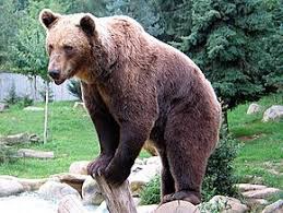 Que faire si un ours se montre agressif ?