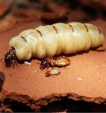 Combien de temps peut vivre une reine termite ?