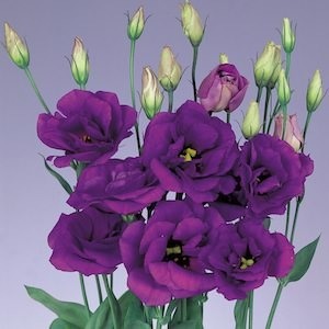 Donnez le nom de famille du Lisianthus :