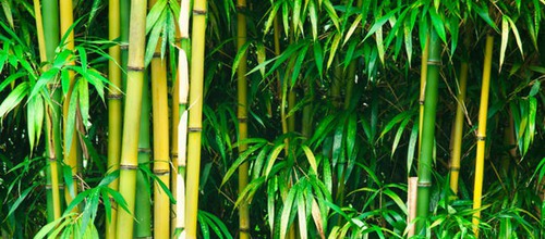 Bien qu'ils avalent les pousses de bambou entières, qu'est-ce qu'ils gardent ?