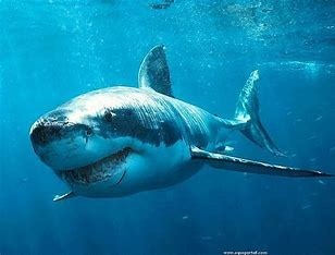 Laquelle de ces informations est vraie concernant le requin blanc ?