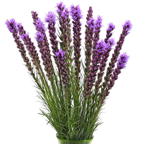 Donnez le nom usuel de cette fleur ?