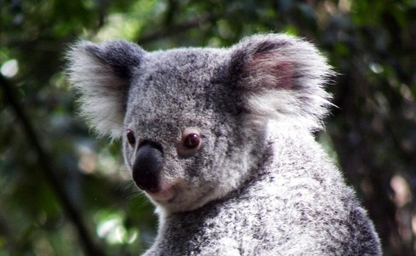 Le koala possède un ou une...