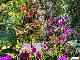 Est-ce que les orchidées peuvent refleurir ?