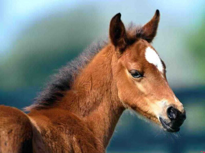 Comment s'appelle le bébé du cheval ?