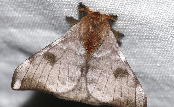 Cet insecte peut vous donner une dermatose !