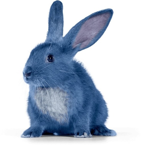Qui joue le rôle "le lapin bleu" ?