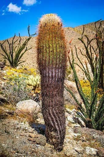 Dans certains westerns, on voit parfois des gens perdus dans une région désertique se déshydrater grâce à la pulpe de cactus-tonneaux ou cierges, est-ce plausible ?