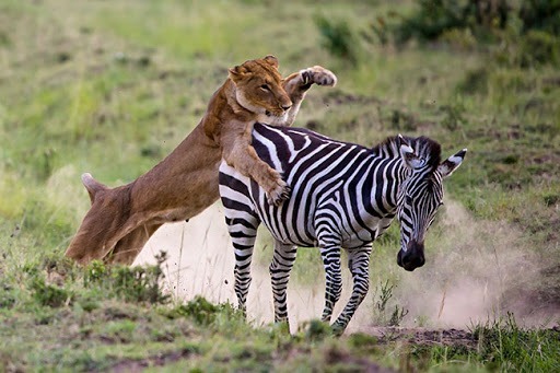 Chez les lions, est-ce principalement la femelle ou le mâle qui chasse les proies ?