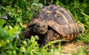 Alors qu'en français nous parlons uniquement de 'tortue', les anglosaxons distinguent 'turtle' et 'tortoise'. Dans quel(s) cas utilisent-t-ils l'un ou l'autre terme ?