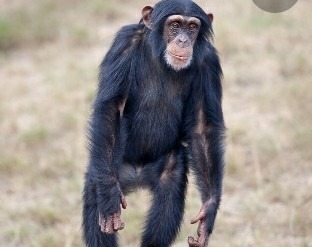 Les chimpanzés font partie de quelles familles ?