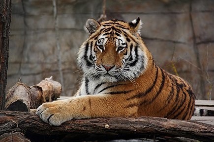 Ce tigre est le plus grand parmi les 9 types de tigre mais duquel s'agit-il ?