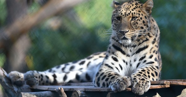 Le léopard a une place importante dans certaines cultures africaines où l'animal, vu comme le...