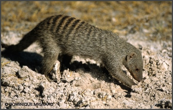 Je suis la mangouste rayée, une cousine du suricate et comme lui je vis en Afrique !