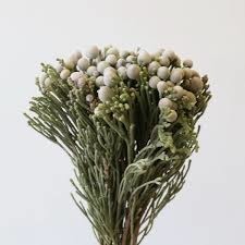 Donnez le nom usuel de cette fleur :