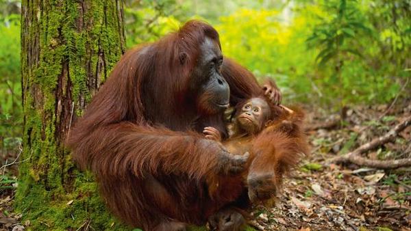 Chimpanzé, gorille, orang-outan et être humain : nous appartenons tous à une même famille au sein de l'ordre des primates. Quelle est-elle ?