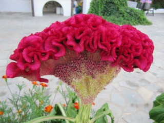 Donnez le nom usuel et le nom botanique de cette fleur ?