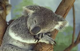 Un koala ne dort que 10 heures par jour.