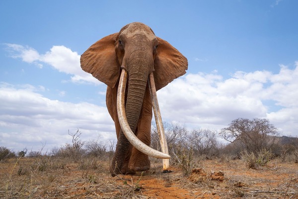 L'éléphant a 150 000 muscles dans la trompe
