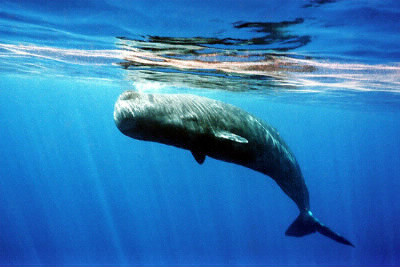 Quel est le poids moyen de la baleine bleue ?