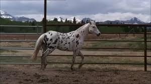 Comment s'appelle ce cheval ?