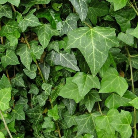 Donnez le nom usuel, le nom botanique et la famille de ce feuillage :