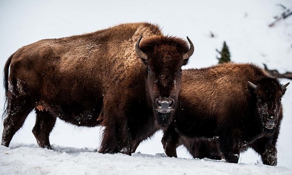 De quoi se nourrit le bison d'Amérique du Nord ?