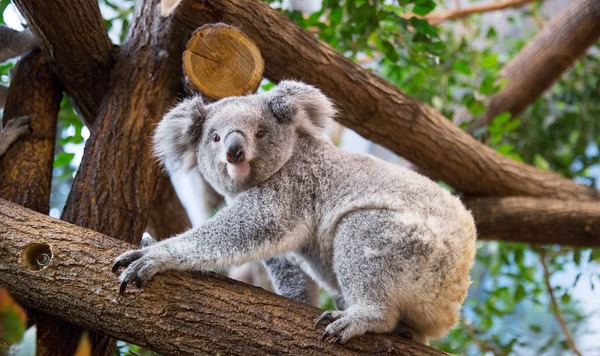 Comment dit-on "koala" en espagnol ?