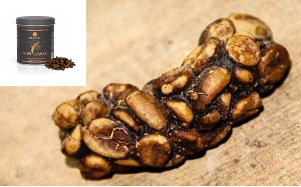 Une tasse de ce café vaut environ 50 euros, il est élaboré à partir de crottes de civette asiatique, gourmande de grains de cafés, c'est le ou l'un des cafés les plus chers du monde, comment s'appelle-t-il ?