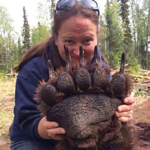 On dit souvent de cet animal qu'il ne faut pas vendre sa peau avant de l'avoir tué !