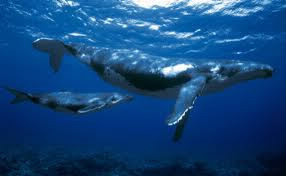 Comment s'appellent les lames qu'ont les baleines dans la bouche ?