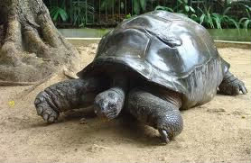 Combien de temps peut vivre une tortue géante ?