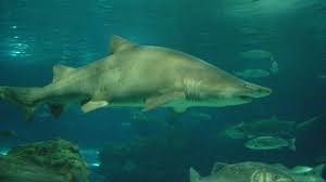 Type de requin associé à une bête à cornes ?