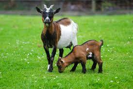 A quelle sous-famille du règne animal appartiennent les chèvres ?