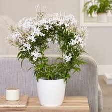 Donnez le nom usuel et le nom botanique de cette plante ?