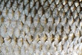 Quelle substance est à la fois présente dans les ongles, les écailles des reptiles, les cheveux ainsi que dans la corne des rhinocéros ?