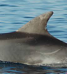 Comment s'appellent les nageoires sur le dos du dauphin ?
