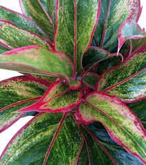 Donnez le nom usuel de cette plante :