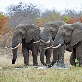 Vrai ou faux ? L’éléphant d’Afrique a de plus grandes oreilles que l’éléphant d’Asie.