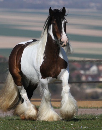 Quelle est la race de ce cheval ?