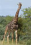 Quelle est la taille maximale du cou d'une girafe ?