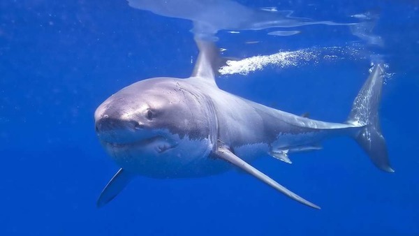 Presque tous les requins possèdent une mâchoire de type ...