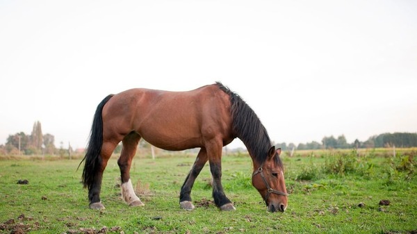 Quelle position les chevaux adoptent-ils pour un sommeil léger ?