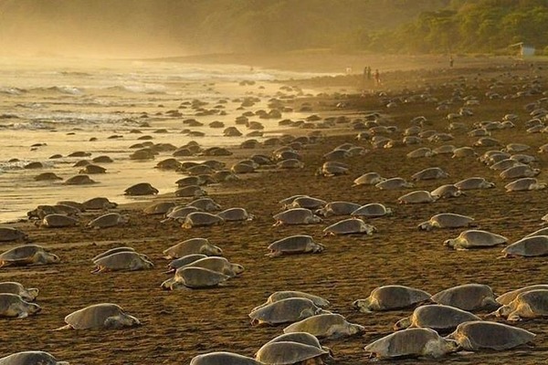 Sur quelle plage du Costa Rica les tortues marines viennent-elles déposer leurs pontes ?