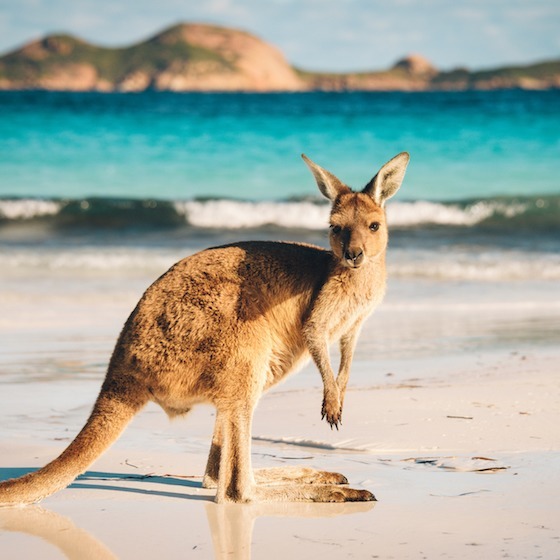 Vrai ou faux : L’animal officiel de l’Australie est le kangourou.