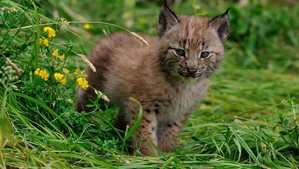 Comment s'appelle la femelle du lynx ? Et le petit ?