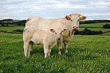 Quelle est cette race de vache ?