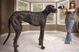 Combien mesure le plus grand chien du monde ?