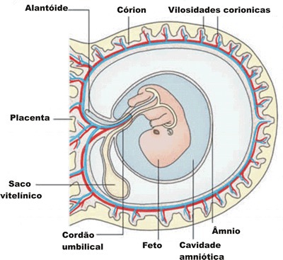 Com referência aos anexos embrionários, podemos afirmar que o anexo que foi originado pelos três folhetos embrionários e que tem como função o armazenamento de vitelo e a formação das primeiras células sanguíneos nos mamíferos é :